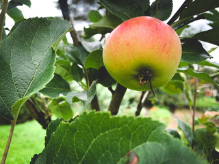 Fresh and young apples on the tree