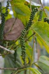 young black pepper corns on vine