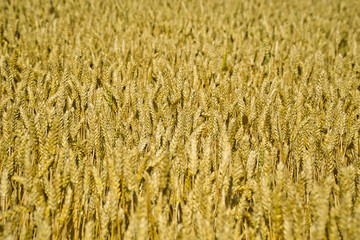 Close-up view of ripe wheat ears