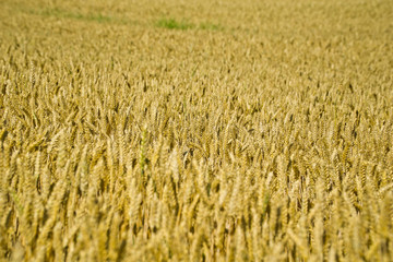 Close-up view of ripe wheat ears