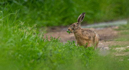 wild rabbit in the grass