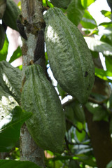 Cocoa bean pods on plant