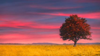Fototapeta na wymiar lonely tree at sunset on wheat field