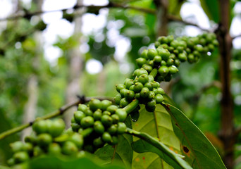 coffee berries on a branch