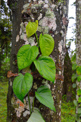 pepper vine on tree