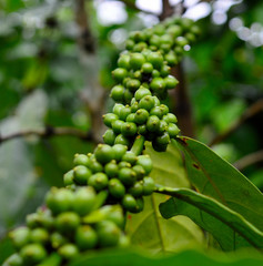 coffee berries on a branch