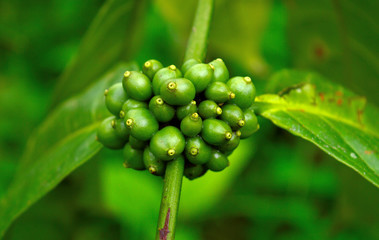 coffee berries on a branch