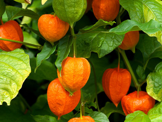 red flowers bells and green leaves, a beautiful composition in the garden