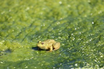 Pelophylax perezi,  Iberischer Wasserfrosch