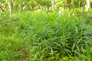 ginger plantations
