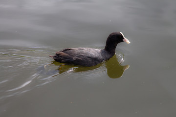 waterfowl swim on the water