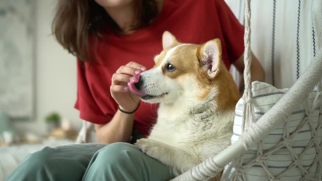 corgi dog licks hands palm of a cute woman with its tongue Avki. teen female sitting and having fun with her pet. affectionate human and pet on swings at apartment home