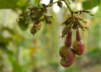 young cashew nut and fruit hanging from a branch.