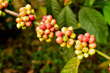 coffee berries on a branch