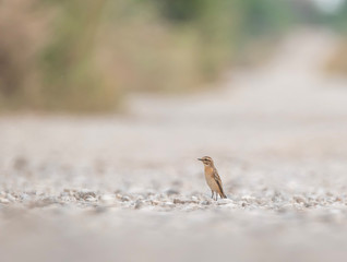 Whinchat