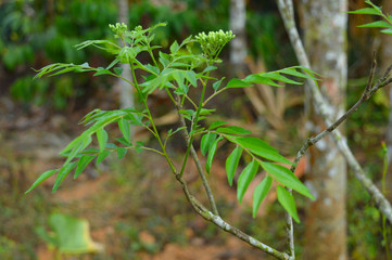 Curry leaves