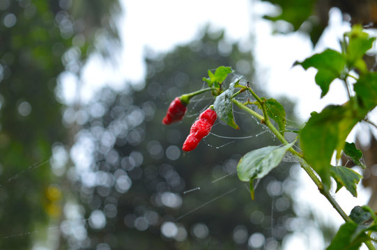 Ripe Red Chilly Ready For Harvest