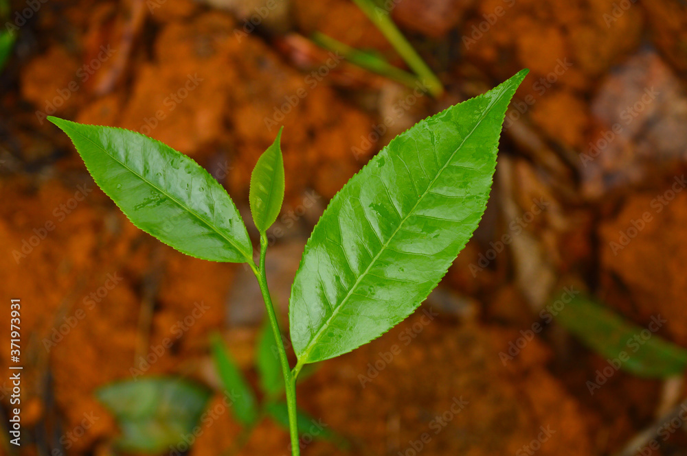 Wall mural Tea leaves from a tea plantation