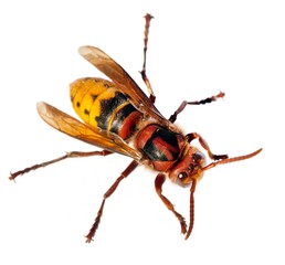 European hornet in latin Vespa crabro