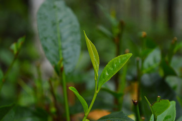 Tea leaves from a tea plantation