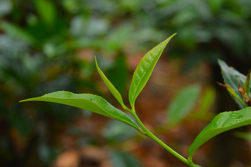 Tea leaves from a tea plantation