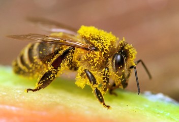 bee or honeybee in Latin Apis Mellifera