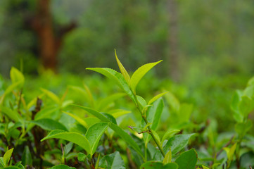 Tea leaves from a tea plantation