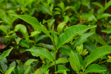 Tea leaves from a tea plantation