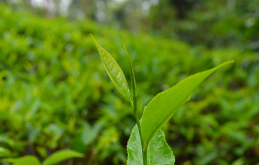Tea leaves from a tea plantation