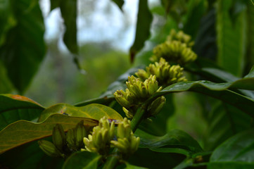 Fototapeta na wymiar coffee flowers on a branch