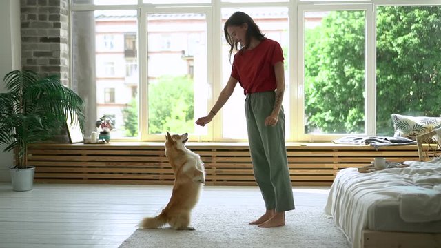Woman is training her dog and giving food Avki. Welsh corgi pembroke dog standing up on legs and receives a treat. female teaching pet tricks indoors. raising body for feed