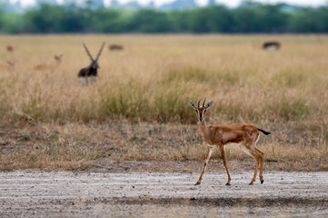 Naklejka na ściany i meble Chinkara or Indian gazelle an Antelope in grassland of tal chhapar sanctuary churu rajasthan india - Gazella bennettii