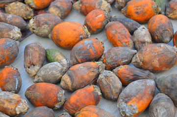harvested Arecanut fruits
