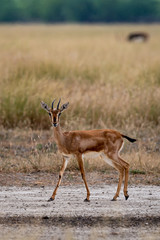 Chinkara or Indian gazelle an Antelope in grassland of tal chhapar sanctuary churu rajasthan india - Gazella bennettii