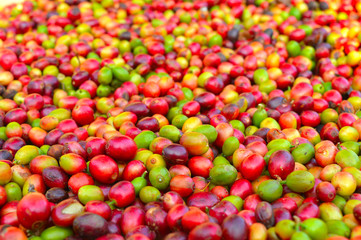 harvested coffee berries being dried