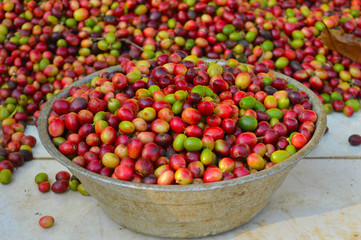 harvested coffee berries being dried