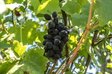 dark blue wine grape on a bush, summer harvest
