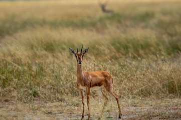 Chinkara or Indian gazelle an Antelope in grassland of tal chhapar sanctuary churu rajasthan india - Gazella bennettii
