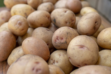 Fototapeta premium raw potato background, summer vegetable harvesting