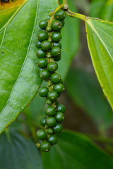 harvested black pepper corns 