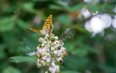 Close-up view of butterflies on brier flower