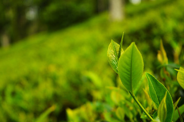 Tea leaves from a tea plantation
