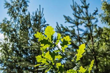 Oak branch with young leaves on a background of trees on a sunny day.