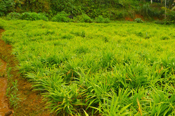 ginger plantations