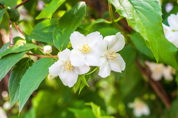 Blooming English dogwood shrub growing in spring garden