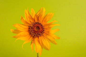 Sunflower on a green paper background. Minimalist floral background.