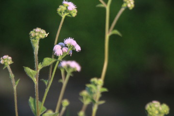 wild flowers in the garden