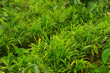 ginger plantations