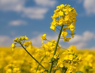 rapeseed rape seed canola or colza field