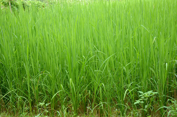 the green paddy plant seedlings in the water field